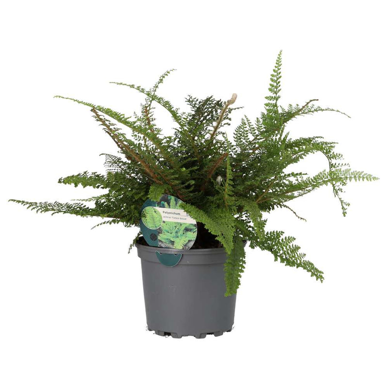 PR Live plant. Shield Fern (Large) - Reptiles By Post