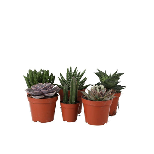 PR Live plant. Small Arid Collection (6 plants) - Reptiles By Post