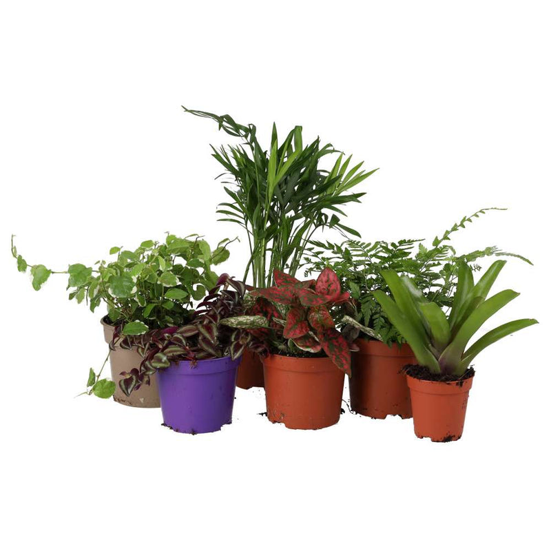 PR Live plant. Small Jungle Collection (6 plants) - Reptiles By Post