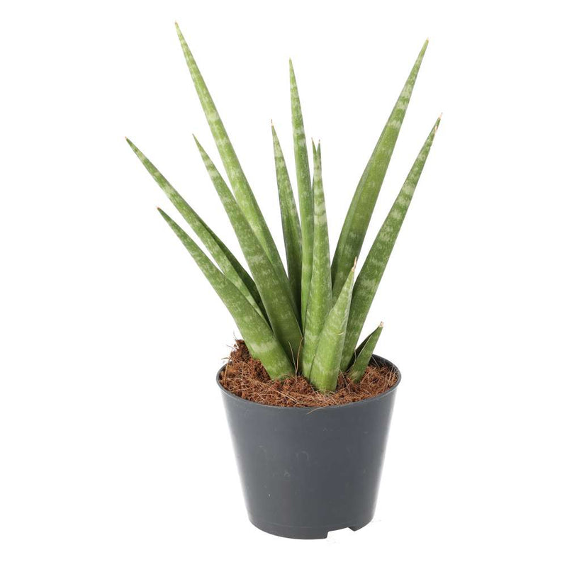 PR Live plant. Snake plant (Medium) - Reptiles By Post