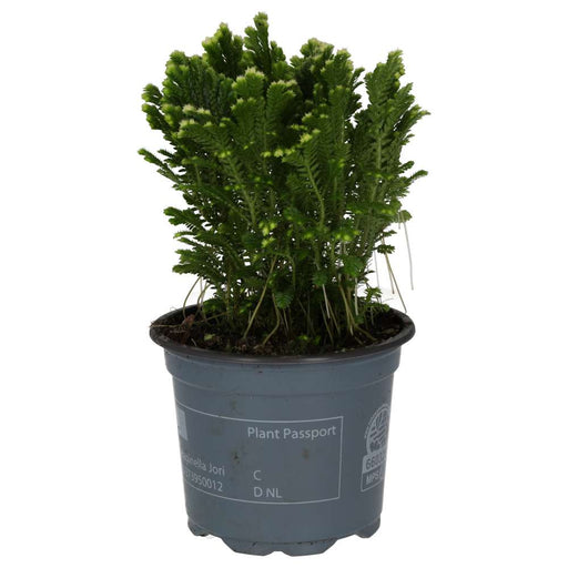 PR Live plant. Spikemoss (Medium) - Reptiles By Post