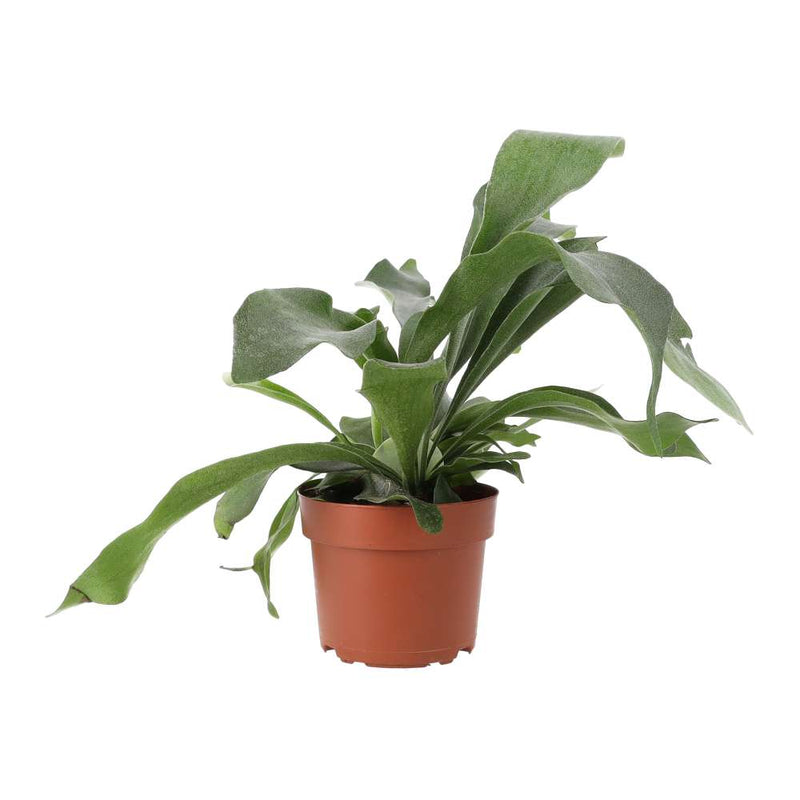 PR Live plant. Staghorn Fern (Large) - Reptiles By Post