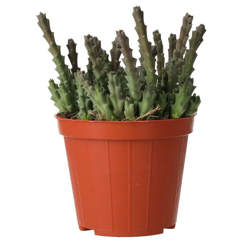 PR Live plant. Star Flower Succulent (Medium) - Reptiles By Post
