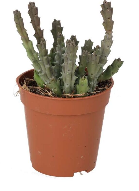 PR Live plant. Star Flower Succulent (Small) - Reptiles By Post