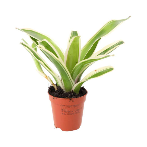 PR Live plant. Striped Fireball Bromeliad (Small) - Reptiles By Post