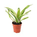 PR Live plant. Striped Fireball Bromeliad (Small) - Reptiles By Post