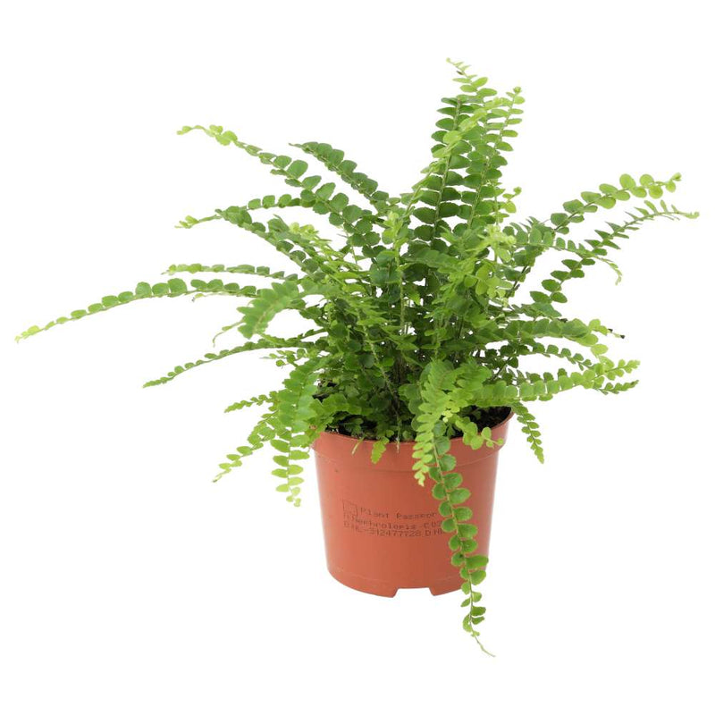 PR Live plant. Sword Fern (Large) - Reptiles By Post