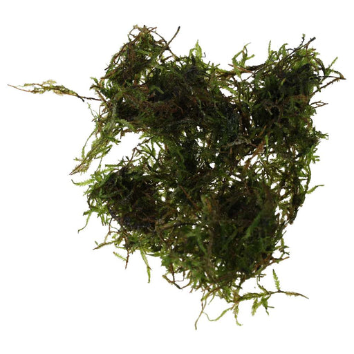 PR Live plant. Taiwan moss (80cc cup) - Reptiles By Post