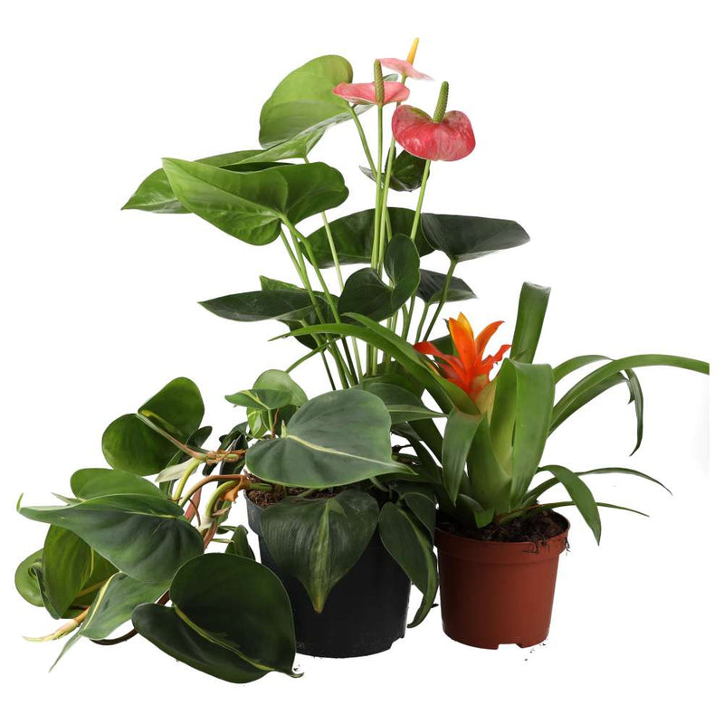 PR Live plant. Tree Frog Collection (3 plants) - Reptiles By Post