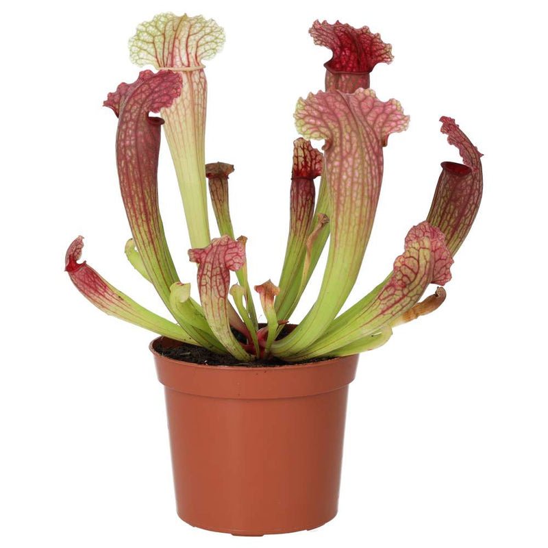PR Live plant. Trumpet Pitcher 'Fiona' (Medium) - Reptiles By Post