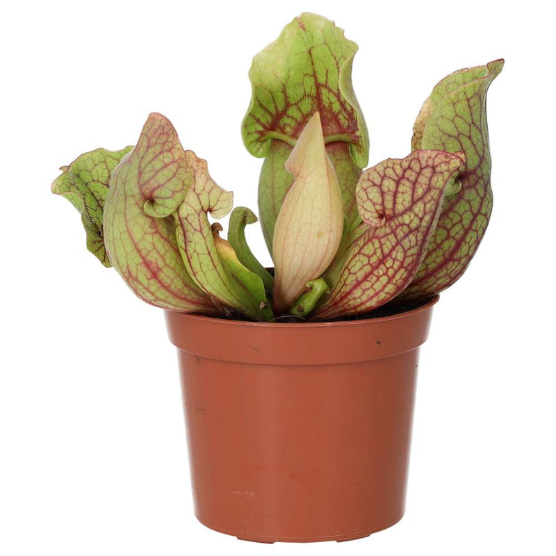 PR Live plant. Trumpet Pitcher 'Hybrid' (Medium) - Reptiles By Post