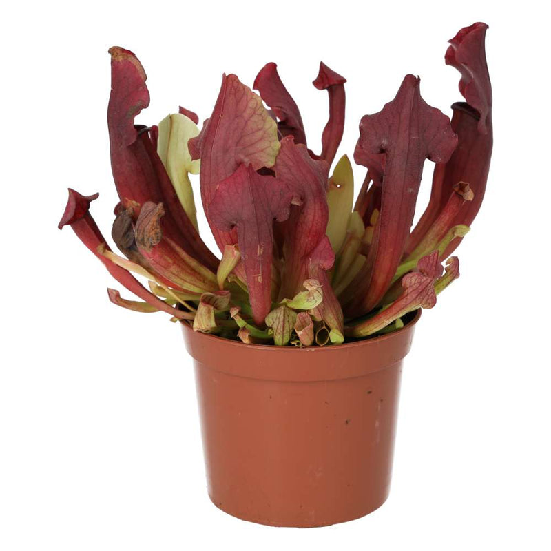 PR Live plant. Trumpet Pitcher 'Maroon' (Medium) - Reptiles By Post