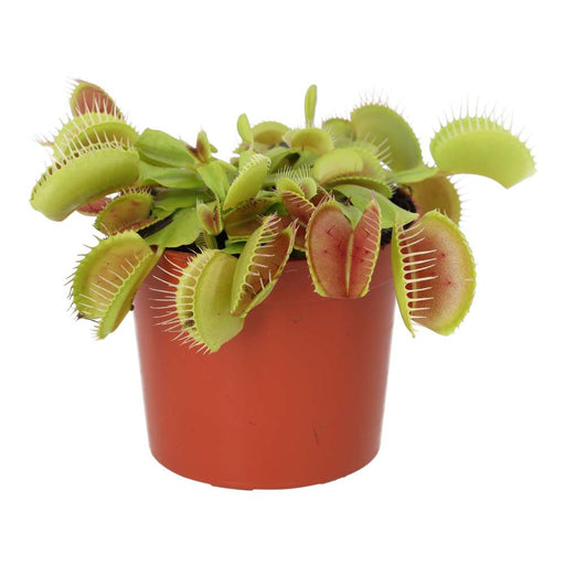 PR Live plant. Venus Fly Trap (Medium) - Reptiles By Post