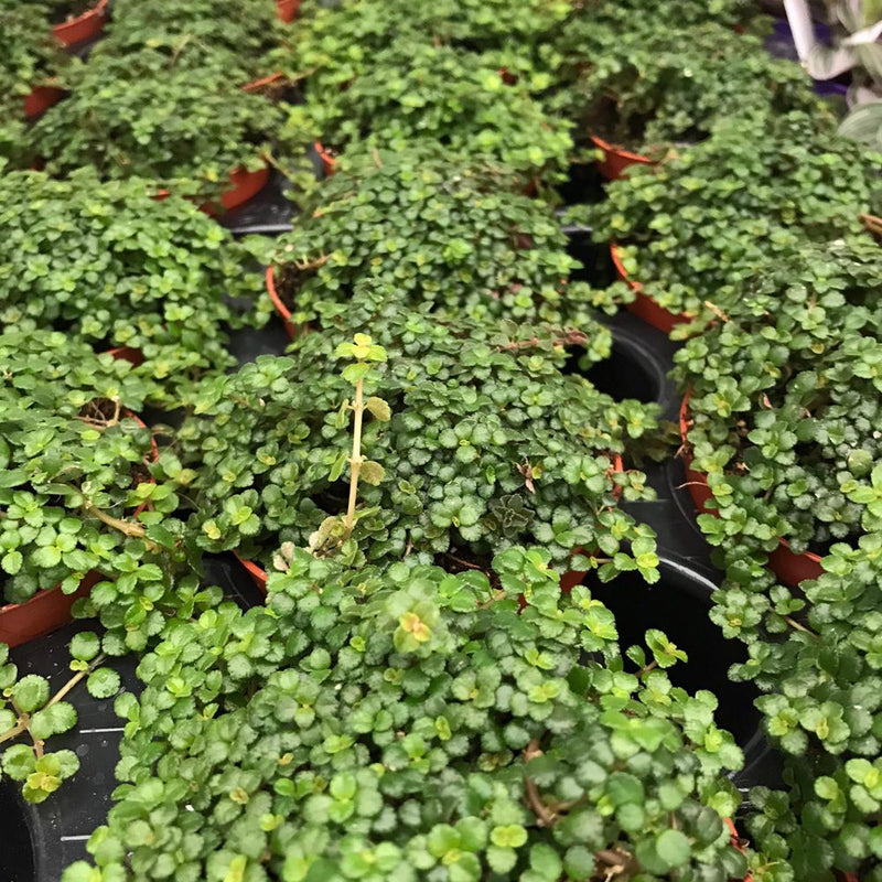PR Live plant. Wax Plant 'Green' (Medium) - Reptiles By Post