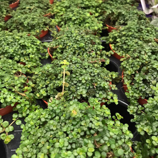 PR Live plant. Wax Plant 'Green' (Medium) - Reptiles By Post