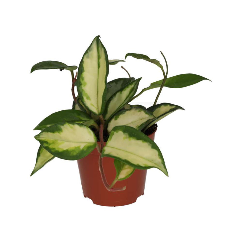PR Live plant. Wax Plant 'Tricolour' (Small) - Reptiles By Post