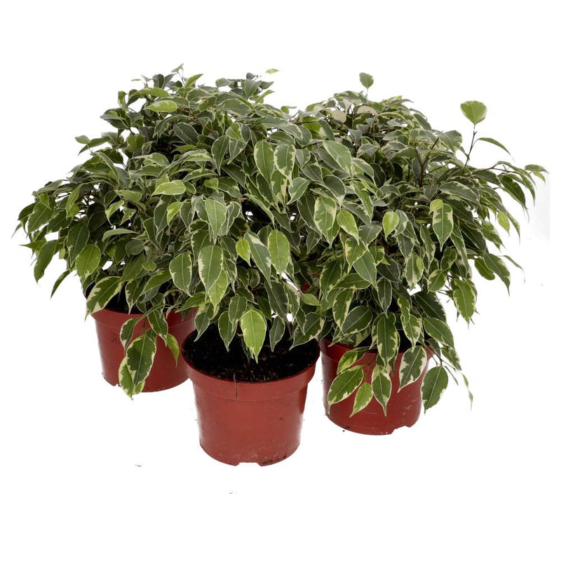 PR Live plant. Weeping Fig *Bundle 5* - Reptiles By Post