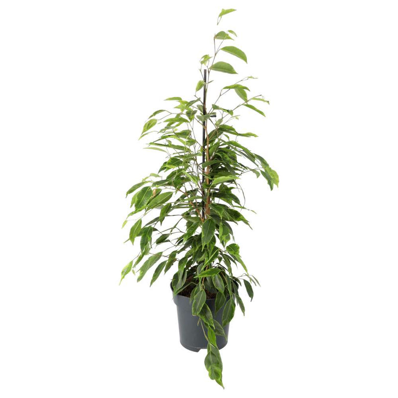 PR Live plant. Weeping Fig Extra Tall - Reptiles By Post