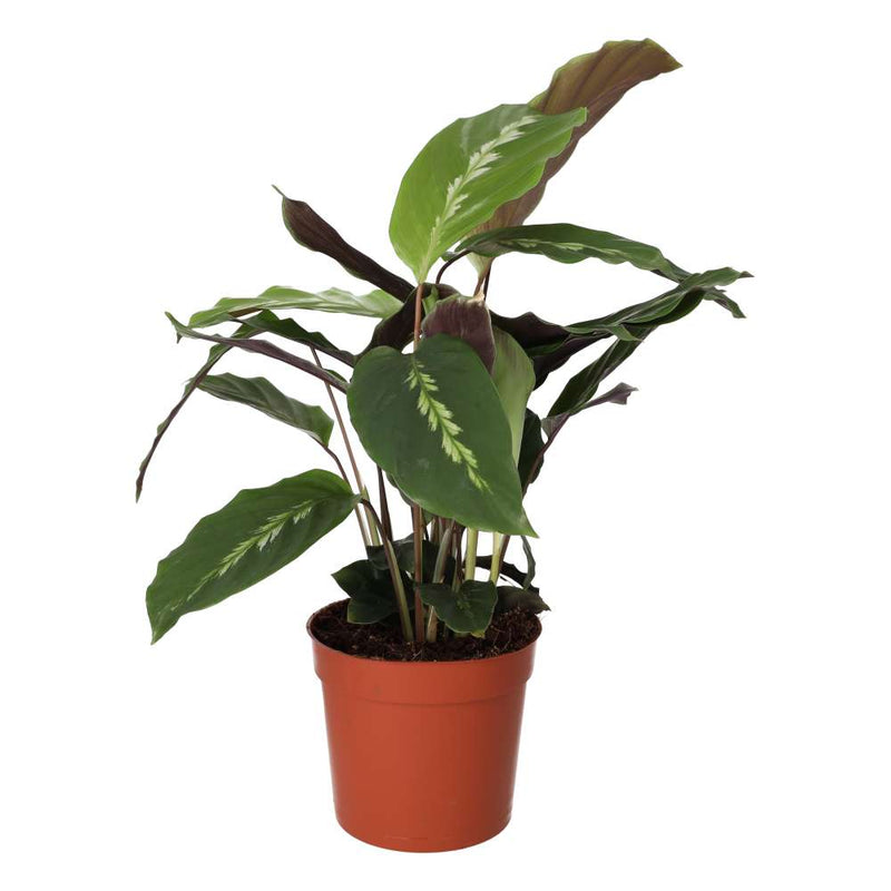 PR Live plant. Weeping Fig (Large) - Reptiles By Post
