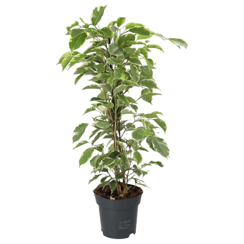 PR Live plant Weeping Fig 'Variegated' Extra Tall - Reptiles By Post