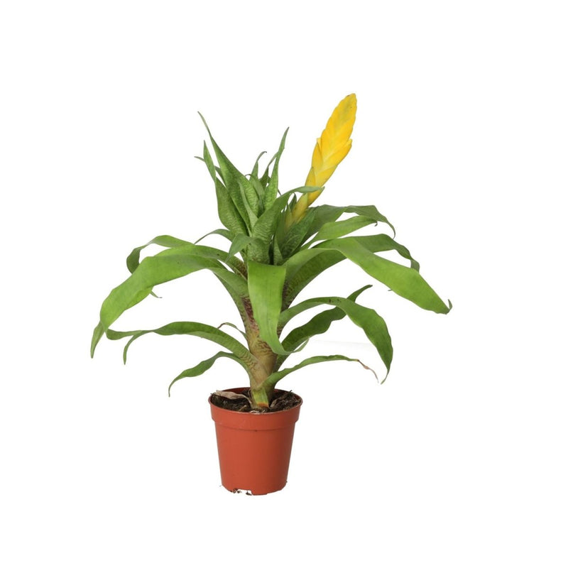 PR Live plant. Yellow Spike Bromeliad (Small) - Reptiles By Post