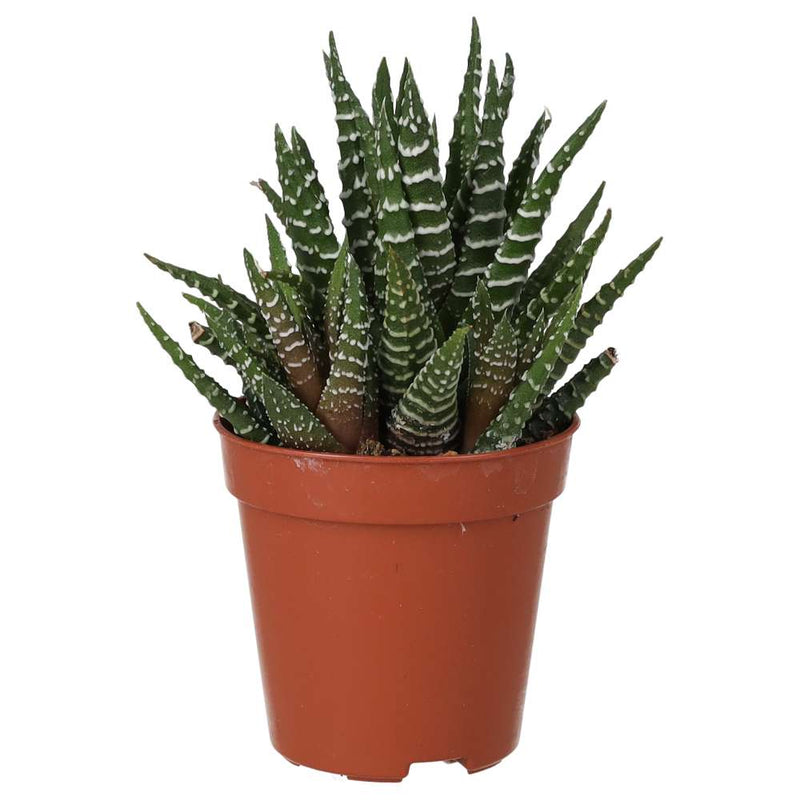 PR Live plant. Zebra Plant (Small) - Reptiles By Post