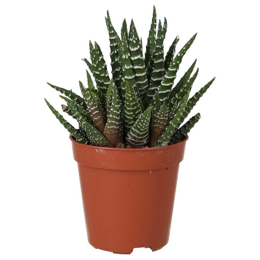 PR Live plant. Zebra Plant (Small) - Reptiles By Post