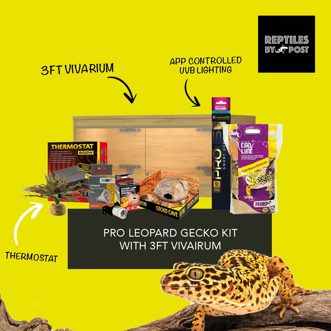 Pro Leopard Gecko Kit — Reptiles By Post