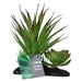 ProRep Agave Plant on Log 15cm - Reptiles By Post