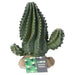 ProRep Cactus 13x7.5x15cm - Reptiles By Post