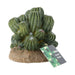 ProRep Cactus Cluster 12x10.5x11cm - Reptiles By Post