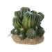 ProRep Cactus Cluster 12x10.5x11cm - Reptiles By Post