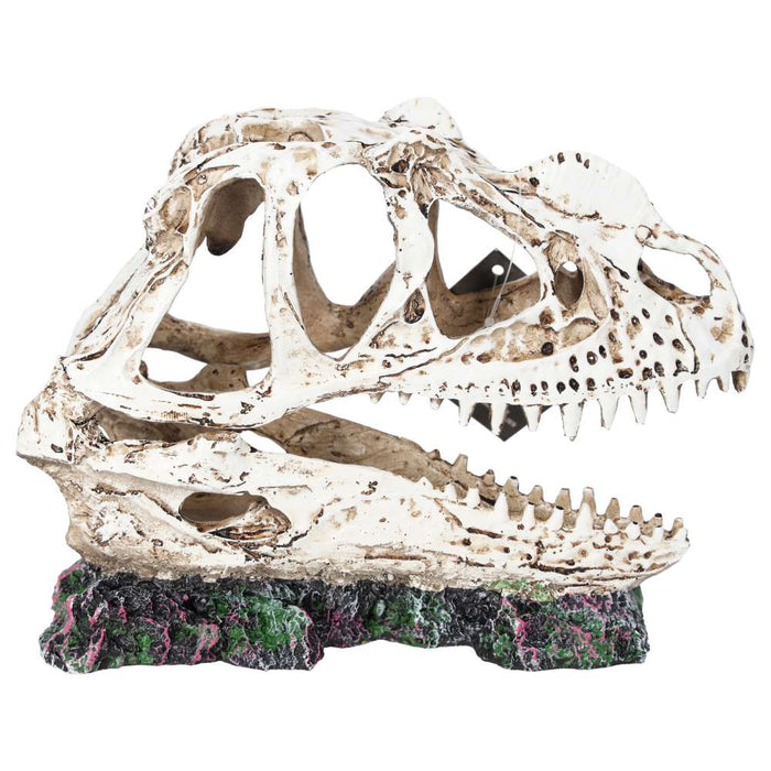 ProRep Ceratosuarus Skull 19x9x14cm - Reptiles By Post