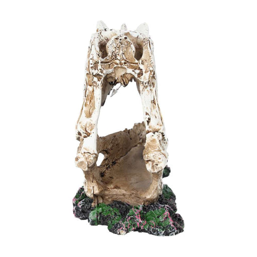 ProRep Ceratosuarus Skull 19x9x14cm - Reptiles By Post