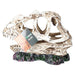 ProRep Ceratosuarus Skull 19x9x14cm - Reptiles By Post