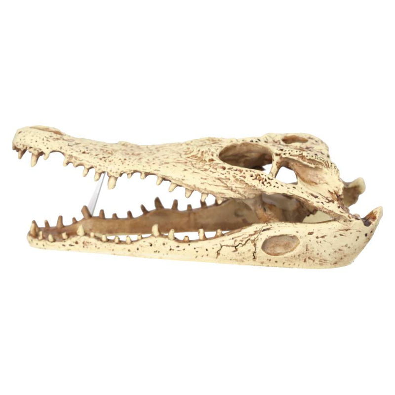 ProRep Crocodile Skull 24x11.5x9cm - Reptiles By Post