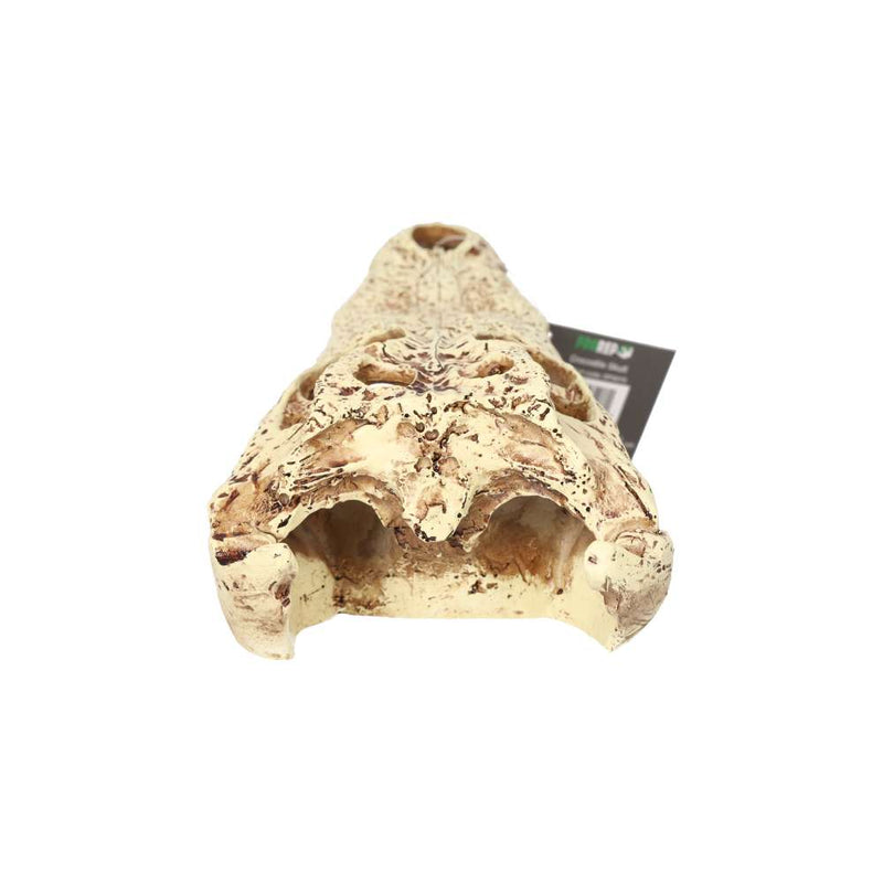 ProRep Crocodile Skull 24x11.5x9cm - Reptiles By Post