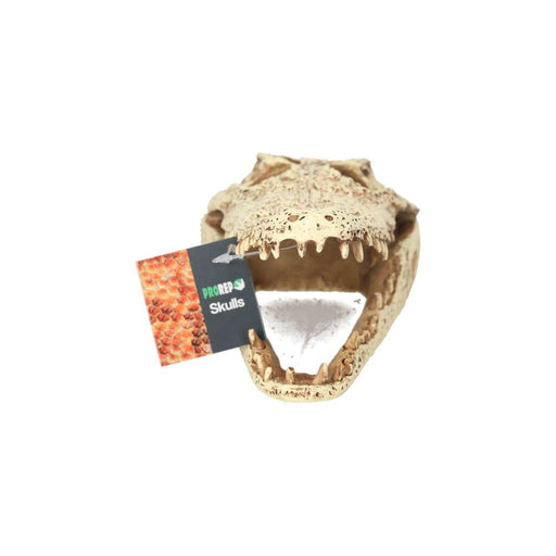 ProRep Crocodile Skull 24x11.5x9cm - Reptiles By Post