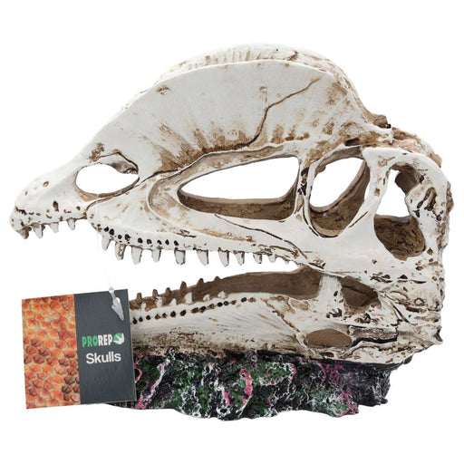 ProRep Dilophosaurus Skull - Reptiles By Post