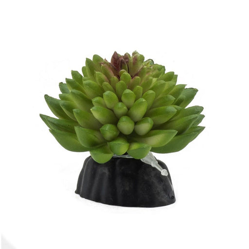 ProRep E Vanvlietii Plant 10cm - Reptiles By Post