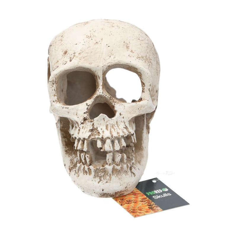 ProRep Human Skull 15x10x11.5cm - Reptiles By Post