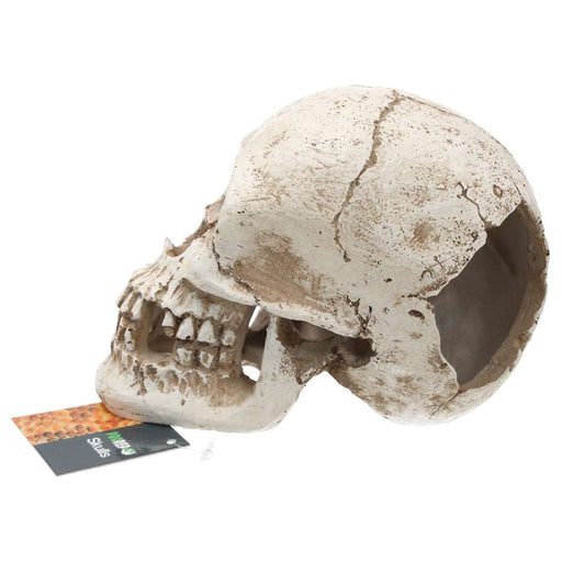 ProRep Human Skull 15x10x11.5cm - Reptiles By Post