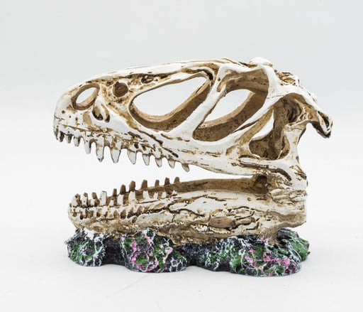 ProRep Resin Allosaurus Skull, 12cm - Reptiles By Post