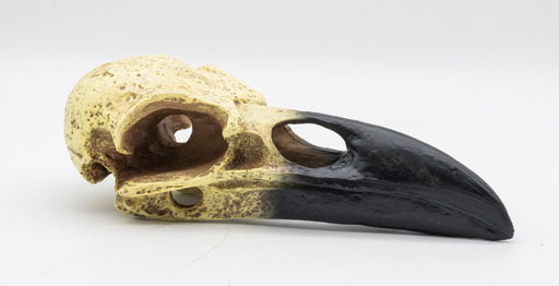 ProRep Resin Corvid Skull, 15.5cm - Reptiles By Post