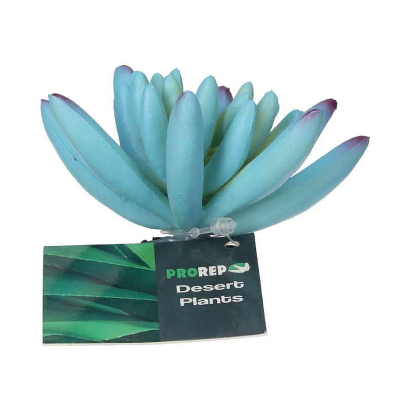 ProRep Sedum Plant Blue 10cm - Reptiles By Post