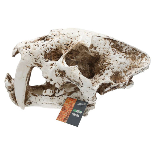 ProRep Smilodon Skull Large - Reptiles By Post