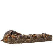 ProRep Tortoise Flower Foraging Bar - Reptiles By Post