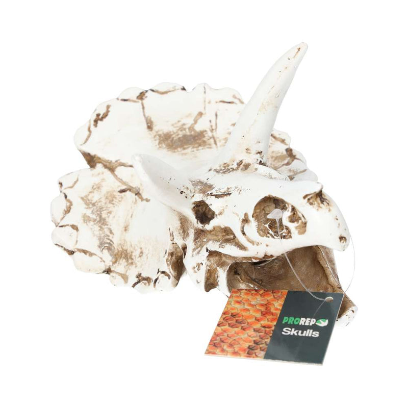 ProRep Triceratops Skull 17x12x12.5cm DPS035 - Reptiles By Post