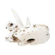 ProRep Triceratops Skull 17x12x12.5cm DPS035 - Reptiles By Post