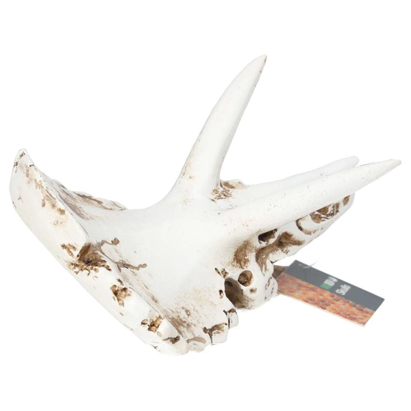 ProRep Triceratops Skull 17x12x12.5cm DPS035 - Reptiles By Post